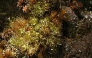 脆枝青蘚 脆枝青蘚