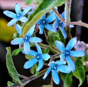 天藍尖瓣木 天藍尖瓣木