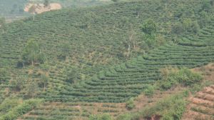 蚌海自然村 蚌海自然村