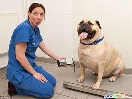 狗狗減肥 狗狗減肥