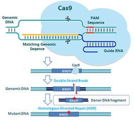 crispr/cas9 crispr/cas9