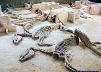 天子駕六博物館