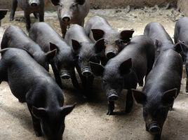 定安黑豬 定安黑豬