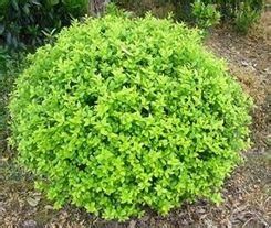 天水小檗 天水小檗