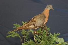 北美旅鴿 北美旅鴿