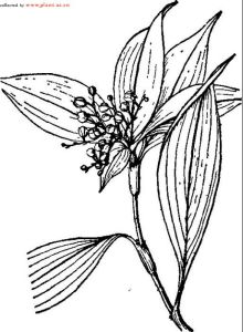 傘花杜若 傘花杜若