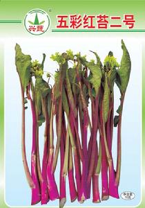 五彩紅薹二號