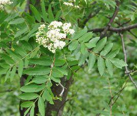 歐亞花楸 歐亞花楸