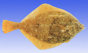 海洋生物--石鰈 海洋生物--石鰈