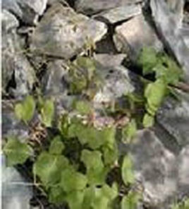 荷包地不容 荷包地不容