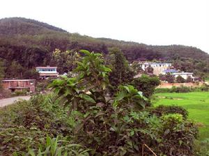 勐龍鎮工貿實業有限公司 勐龍鎮工貿實業有限公司