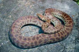 邱準氏星蟒 邱準氏星蟒