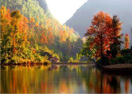 德保紅葉森林公園 德保紅葉森林公園