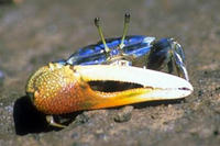 烏氏招潮蟹 烏氏招潮蟹