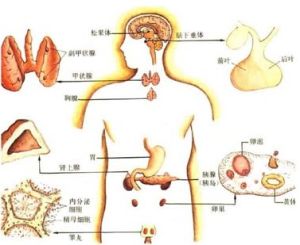 BEE能量晶片對內分泌系統的改善