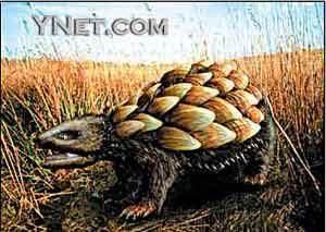 喋喋背甲獸 喋喋背甲獸