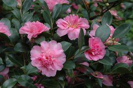 粉雪[山茶屬栽培品種]