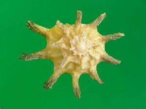 小棘蠑螺 小棘蠑螺