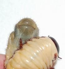 地衣殼形蟲 地衣殼形蟲