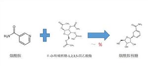 煙醯胺核糖合成方法