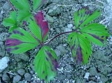 草莓角斑病 草莓角斑病