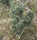 喜悅冬青 喜悅冬青