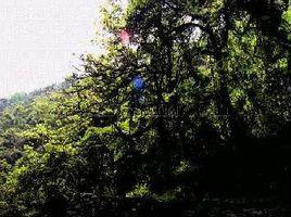 鳳山鎮[黑龍江省通河縣鳳山鎮]