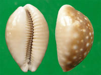 大洋白星寶螺 大洋白星寶螺