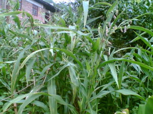 台灣薏苡(變種) 台灣薏苡(變種)