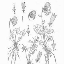 舌葉垂頭菊 舌葉垂頭菊