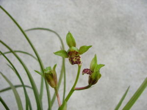 串種綠蘭 串種綠蘭