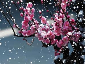 勝了寒霜還斗雪