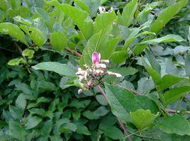 血風藤[鼠李科植物]