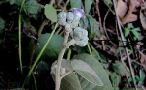 少花黃傘白鶴藤（變種）