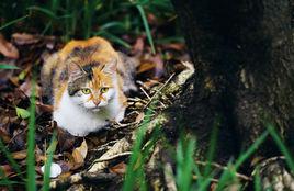 野貓[貓科動物]