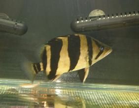 虎紋蝦虎魚 虎紋蝦虎魚