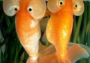 金魚[由鯽魚改良而成的觀賞魚類的統稱]