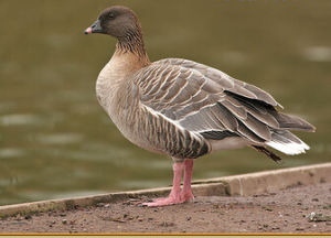 粉足雁 粉足雁