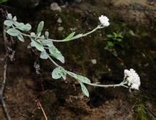 灰葉香青 灰葉香青