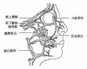 病毒性腦膜腦炎 病毒性腦膜腦炎