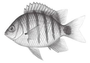 勞倫氏豆娘魚 勞倫氏豆娘魚