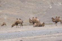 新疆兵團農八師“花果山”下的家駱駝群
