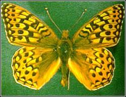 桃金孃銀斑蝶
