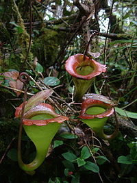生長於高地山地森林中的賈桂琳豬籠草的上位籠