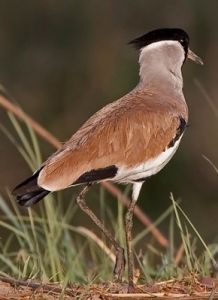 距翅麥雞 距翅麥雞