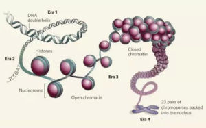 多細胞生物 多細胞生物