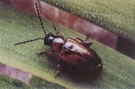 棕足長跗跳甲 棕足長跗跳甲