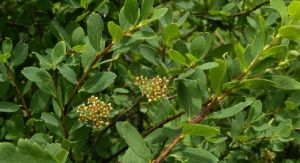 圓枝繡線菊 圓枝繡線菊