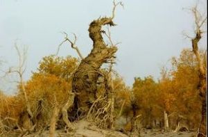 胡楊雕塑園 胡楊雕塑園