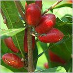 蜜拉聖果 蜜拉聖果